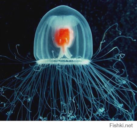 Ппц ленивые авторы пошли....

Гидроид Turritopsis nutricula, имеющий в диаметре всего 4-5 мм, - уникальное животное, которое способно омолаживать себя. Обычно медузы гибнут после размножения, однако Turritopsis умеет возвращаться из "взрослой" стадии медузы к "детской" стадии полипа. Теоретически, этот цикл способен повторяться до бесконечности, что делает данное существо потенциально бессмертным. Turritopsis nutricula обнаружили в теплых тропических водах, однако ученые подозревают, что этот вид распространяется и в других регионах.



Медузы и гидры давно уже попали в поле зрение биологов и генетиков, которые надеются с помощью этих существ раскрыть секреты процесса старения. Теория о "биологическом бессмертии" гидры была выдвинута еще в XIX веке, а в конце 1990-х было экспериментально доказано, что гидры не умирают из-за старения. Отметим, что биологам также известны "бессмертные" клетки, способные при благоприятных условиях делиться бесконечное число раз. К таковым относятся, например, стволовые клетки.