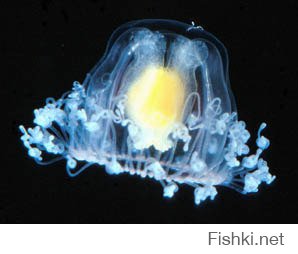 Ппц ленивые авторы пошли....

Гидроид Turritopsis nutricula, имеющий в диаметре всего 4-5 мм, - уникальное животное, которое способно омолаживать себя. Обычно медузы гибнут после размножения, однако Turritopsis умеет возвращаться из "взрослой" стадии медузы к "детской" стадии полипа. Теоретически, этот цикл способен повторяться до бесконечности, что делает данное существо потенциально бессмертным. Turritopsis nutricula обнаружили в теплых тропических водах, однако ученые подозревают, что этот вид распространяется и в других регионах.



Медузы и гидры давно уже попали в поле зрение биологов и генетиков, которые надеются с помощью этих существ раскрыть секреты процесса старения. Теория о "биологическом бессмертии" гидры была выдвинута еще в XIX веке, а в конце 1990-х было экспериментально доказано, что гидры не умирают из-за старения. Отметим, что биологам также известны "бессмертные" клетки, способные при благоприятных условиях делиться бесконечное число раз. К таковым относятся, например, стволовые клетки.