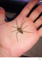 а мой здох сегодня , мух зря ловил ему месяц !