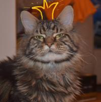 Фишкина солянка за 03.11.2014