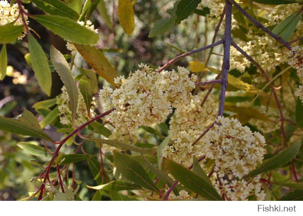 Кат (лат. Catha) — монотипный род вечнозелёных кустарников семейства Бересклетовые