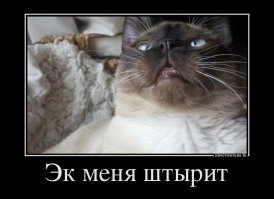 10 котов, которые попробовали валерьянку и кошачью мяту 