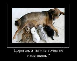 50 случаев удивительной дружбы животных