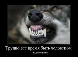 Волк Собаця и его жизнь