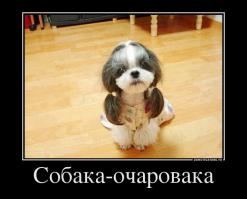 Белые и пушистые