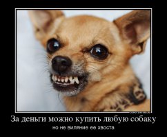 Счастливые морды спасенных из приюта собак 