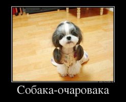 Счастливые морды спасенных из приюта собак 