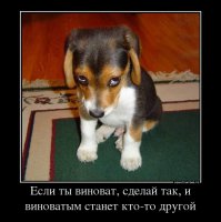37 самых милых детенышей животных 2014 года