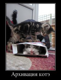 Кошка-такса  