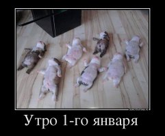 20 собак, которые понятия не имеют о границах личного пространства
