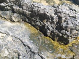 Видите краба?