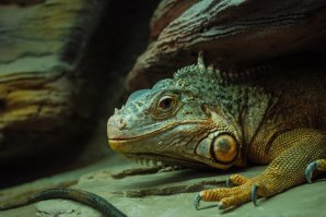 Мои фото из Киевского зоопарка. Единственное место достойное для прогулки - террариум. Хотя все равно грязно ... хоть и убирают ...