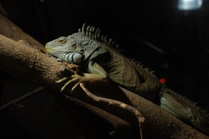 Мои фото из Киевского зоопарка. Единственное место достойное для прогулки - террариум. Хотя все равно грязно ... хоть и убирают ...