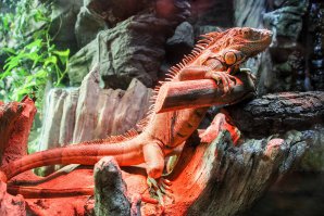 Мои фото из Киевского зоопарка. Единственное место достойное для прогулки - террариум. Хотя все равно грязно ... хоть и убирают ...