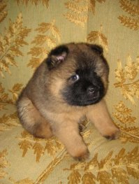 28 ладоней, полных милоты: крохотные детёныши животных 