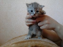 28 ладоней, полных милоты: крохотные детёныши животных 