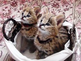 А у нас котятки родились! Питомник RoyalPets Астана.