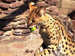 А у нас котятки родились! Питомник RoyalPets Астана.