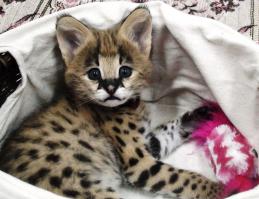 А у нас котятки родились! Питомник RoyalPets Астана.