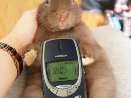 Удивительная Азия: смартфоны в живых кроликах