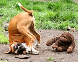 "Как нарисовать сову"?

Как себя вести при нападении собаки.