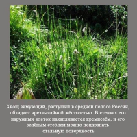 Да где он только не растёт! автор блин...