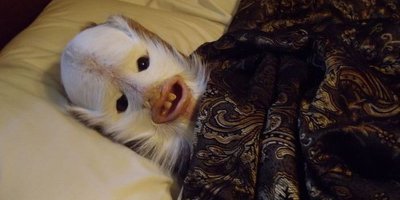 Забавные чучела животных