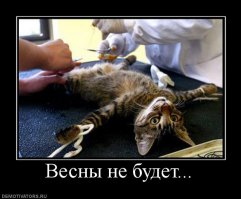 В приюте для животных в Быдгоще появился кот-медбрат