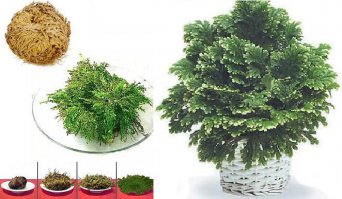 Иерихонская роза (селагинелла). Помещаем высохший "шарик" в блюдце с водой и... вуаля...