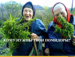 Как выращивают овощи в самарских теплицах