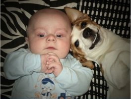 30 веселых фотографий с животными