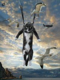 Ну как же без КОТЭ? Такой взгляд меня бы напугал!