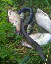 Рядом с бабочкой ... :)