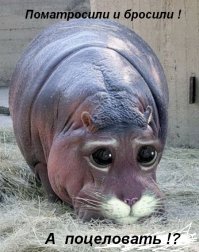 Огромный бегемот почти догнал катер