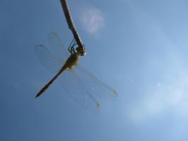 Ажурное изящество