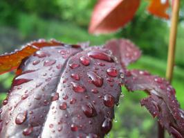 После дождичка в четверг