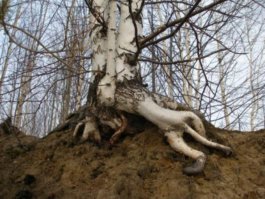 А тут, если вглядеться, вообще симбиоз березы со львом