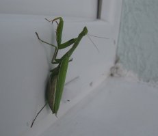 А мне упитанный попался (на украинском сале вскормленный, что ли?) :)