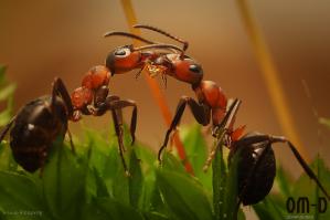Ну  ничего себе, вы тут устроили! Короче говоря, так: 
1. Пост из моего дневника, так как автор фото я, Козорог Ирина 

2. Я тестировала камеру олимпуса 2 недели. Все фото, что были сняты за этот промежуток, по условиям тестирования, должны быть с логотипом, поэтому пришлось поставить.

3. Про телеконвертер я писала в своем жж, потому и фраза тут, в этом посте о том, что все читатели моего ЖЖ уже в курсе. Кстати, телеконвертер действительно классный, если снимать с ним макро

4. Победила гусеница, хотя я ставила на муравья

5. И да, получается, что каждый раз, как я буду выкладывать свои новые фото, это будет рекама Олимпуса, потому как, протестировав эту камеру, я тут же отказалась от Пентакса. Мне Олимпус понравился гораздо больше.

6. Вроде ответила на все вопросы? 

7. А да, забыла! Хорош ругаться! Хоть бы кто фото обсудил, а то все комменты - реклама/не реклама. Не скучно?  Вот вам, картинки на ночь: