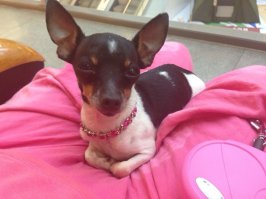 А вот это мой подарочек - Дольче!Люди,не бросайте животных,вы посмотрите в эти глаза - они сделают все ради вашей любви!