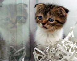 Эти животные расстроены из-за того, что не получили подарок