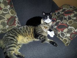 A vot moi dva - v priyute vzyali. Zoom - cherniy s belym, drugoi - Zack...takoi bandit, prosto uzhas!
Ih podkinuli k priyutu...
Chtoby my delali bez nih - neznau! ochen' ih lyubim!!!