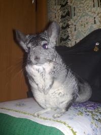 шиншилы тоже на лапках стоять умеют ))