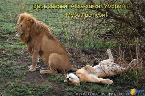 Животные: дружба, любовь, секс