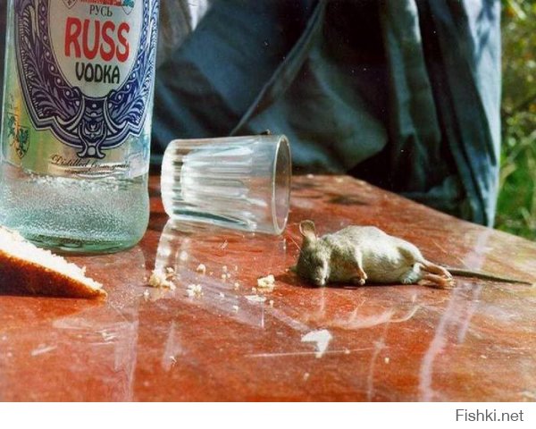 Животные после праздников
