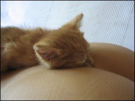 21 пример феноменальной кошачьей логики  