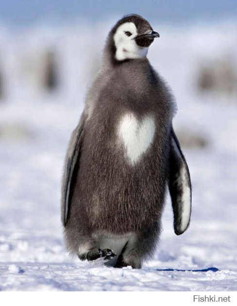 Надо этого "сердечного" пингвина к сородичам добавить: