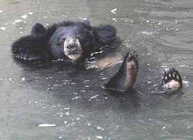 Куда пропадает вода из бочки?