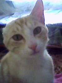 Автор молодец. Красавец кот! Вот у меня например кот без уха, собака откусила. Но ничего сейчас большой и здоровый.:)