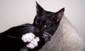  Усатые, полосатые, пятнистые и очень дорогие